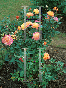 Picture of Rosa  'Rio Samba'