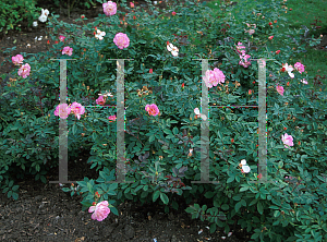 Picture of Rosa  'Sweet Vivien'