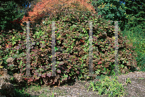 Picture of Hydrangea quercifolia 