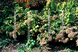 Picture of Hydrangea arborescens 'Grandiflora'