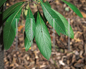 Picture of Leitneria floridana 