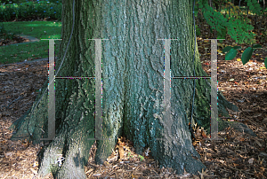 Picture of Quercus palustris 