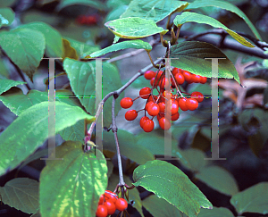 Picture of Viburnum setigerum 