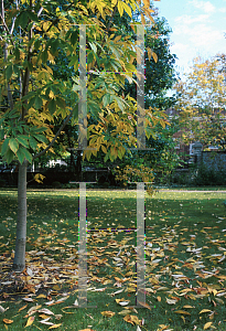 Picture of Aesculus flava 