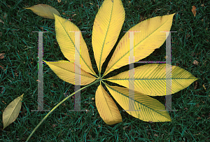 Picture of Aesculus flava 