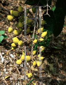 Picture of Paulownia tomentosa 