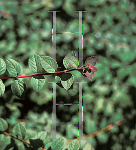 Picture of Symphoricarpos x chenaultii 'Hancock'