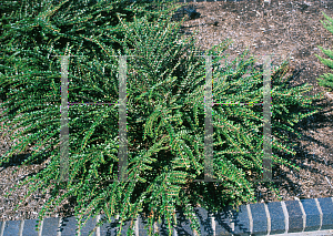 Picture of Cotoneaster horizontalis 'Perpusillus'