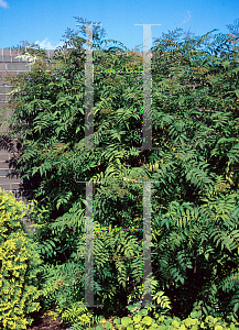 Picture of Sorbaria sorbifolia 