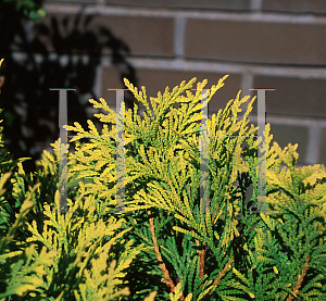 Picture of Thuja occidentalis 'Golden Globe'