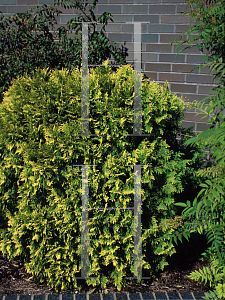 Picture of Thuja occidentalis 'Golden Globe'