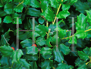 Picture of Ilex x meserveae 'Mesog (China Girl)'