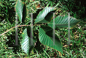 Picture of Ulmus carpinifolia 