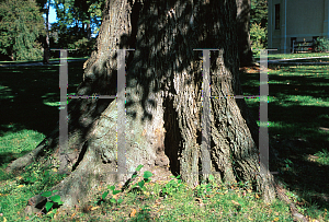 Picture of Ulmus carpinifolia 