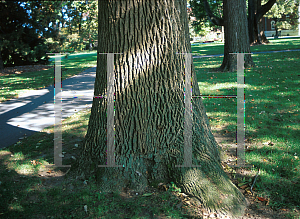 Picture of Fraxinus americana 