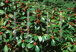 Picture of Ilex verticillata 'Afterglow'