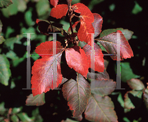 Picture of Rhus aromatica 