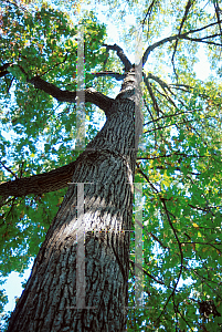 Picture of Quercus macrocarpa 