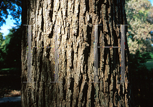 Picture of Quercus macrocarpa 