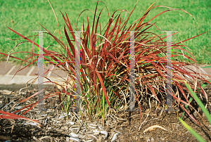 Picture of Imperata cylindrica 'Red Baron'