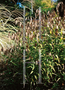 Picture of Chasmanthium latifolium 
