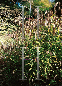 Picture of Chasmanthium latifolium 