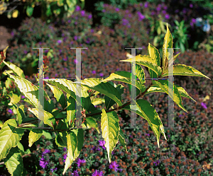 Picture of Weigela florida 'Olympiad'