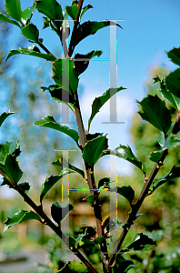 Picture of Ilex x meserveae 'Blue Princess'