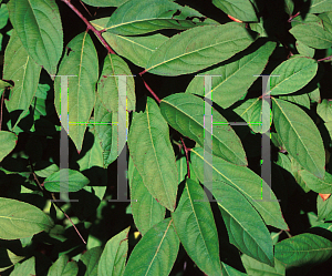 Picture of Itea japonica 