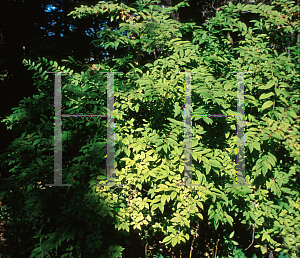 Picture of Itea japonica 