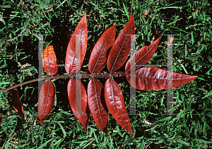 Picture of Rhus copallina var. latifolia 