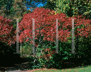 Picture of Rhus copallina var. latifolia 