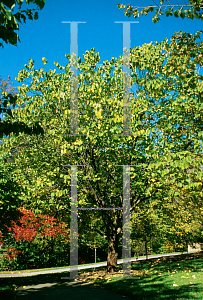 Picture of Cercis canadensis 