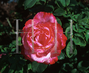 Picture of Rosa  'Double Delight'