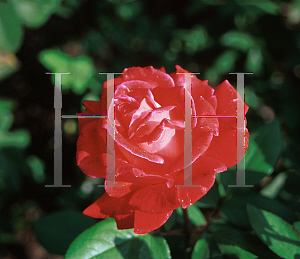 Picture of Rosa  'Brigadoon'