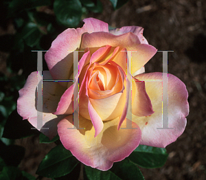 Picture of Rosa  'Peace'