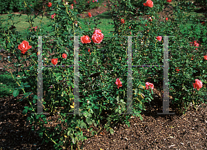 Picture of Rosa  'Tropicana'