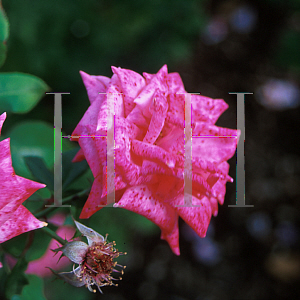 Picture of Rosa  'Gene Boerner'