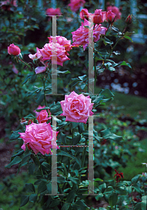 Picture of Rosa  'Gene Boerner'