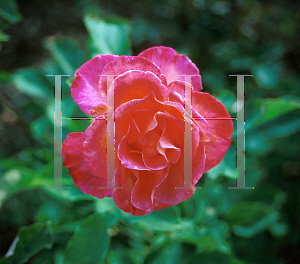 Picture of Rosa  'Granada'