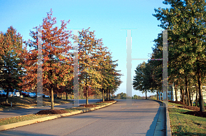 Picture of Quercus palustris 