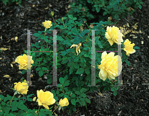 Picture of Rosa  'Mirabella'