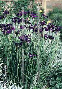 Picture of Iris sibirica 'Caesar's Brother'