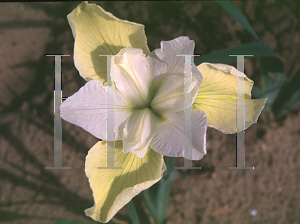 Picture of Iris sibirica 'Butter and Sugar'