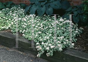 Picture of Lamium maculatum 'White Nancy'