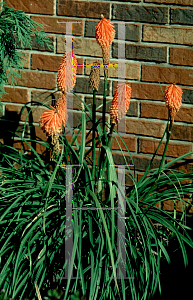 Picture of Kniphofia uvaria 'Pfitzeri'