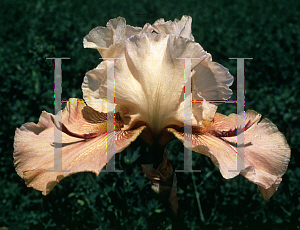 Picture of Iris germanica 'Thornbird'