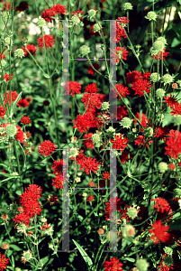 Picture of Knautia macedonica 