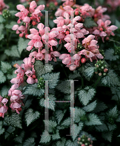 Picture of Lamium maculatum 'Pink Pewter'