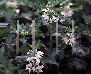 Picture of Lamium album 'Friday'